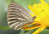 Bergweißling