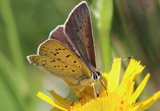 Brauner Feuerfalter