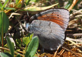 Graubrauner Mohrenfalter